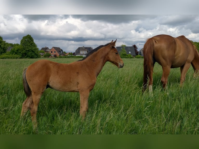 Zangersheide Hengst  170 cm Bruin in Seester