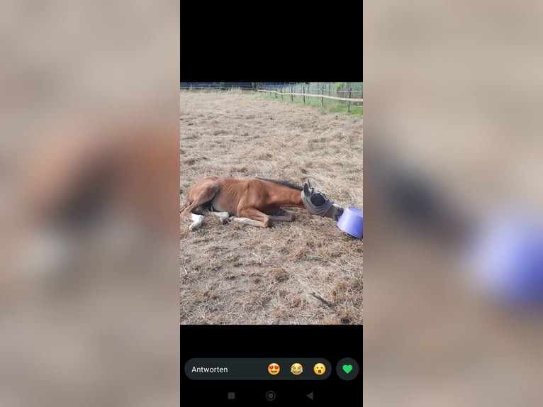 Zangersheide Hengst Veulen (05/2026) 170 cm Bruin in Linnich