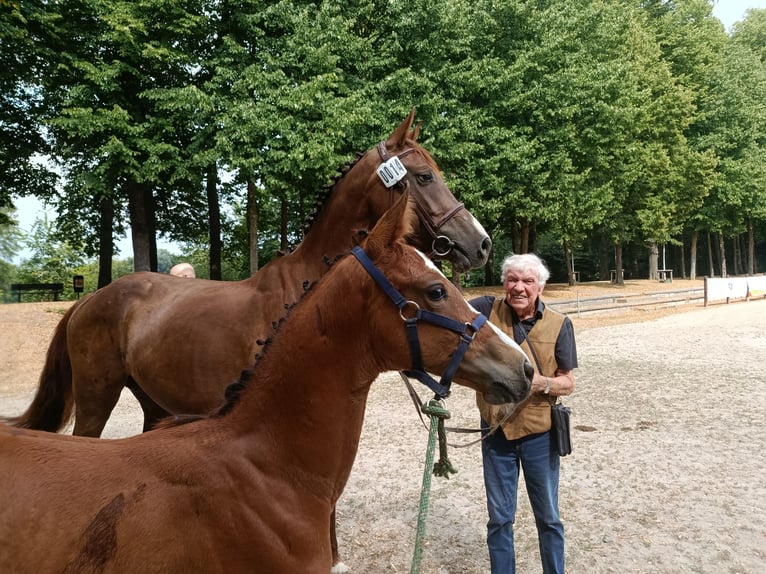 Zangersheide Hengst Veulen (05/2026) 170 cm Bruin in Linnich