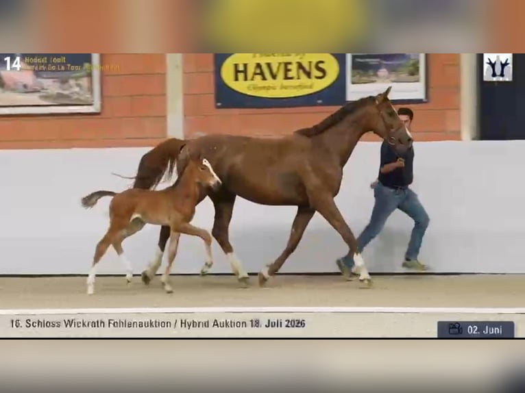 Zangersheide Hengst Veulen (05/2026) 170 cm Bruin in Linnich