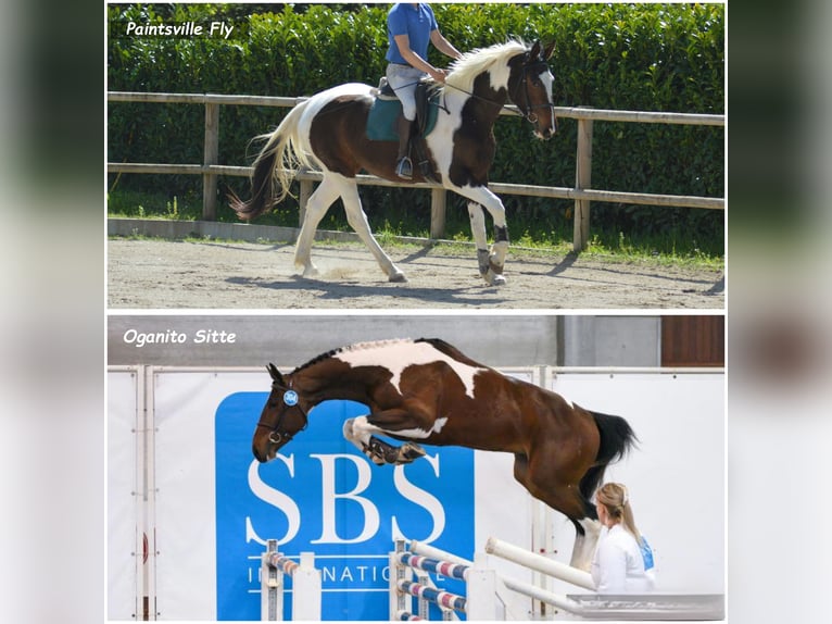 Zangersheide Hengst veulen (10/2024) 170 cm Gevlekt-paard in Murtosa