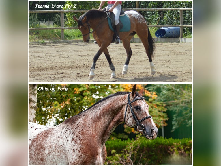 Zangersheide Hengst veulen (10/2024) 170 cm Gevlekt-paard in Murtosa