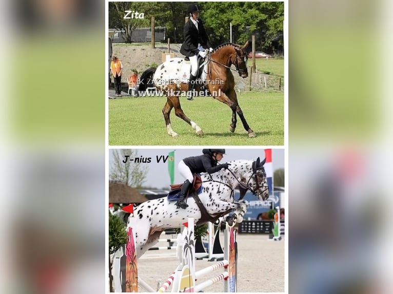 Zangersheide Hengst veulen (10/2024) 170 cm Gevlekt-paard in Murtosa