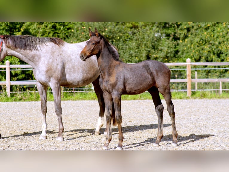 Zangersheide Hengst Veulen (05/2026) 170 cm Schimmel in Plejelt
