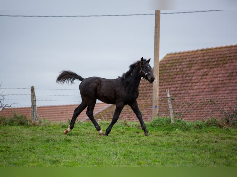 Zangersheide Hengst Veulen (05/2025) 170 cm Zwartbruin in Sorbier