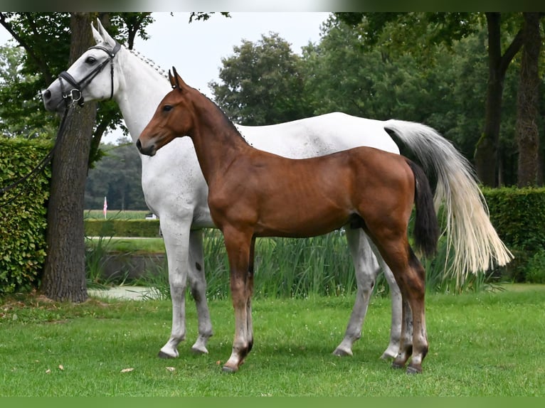 Zangersheide Hengst veulen (05/2024) 172 cm Bruin in Reichenwalde