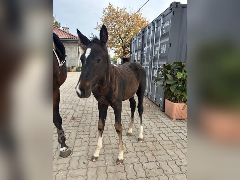 Zangersheide Hengst Veulen (07/2026) 172 cm Donkerbruin in Rzeszów