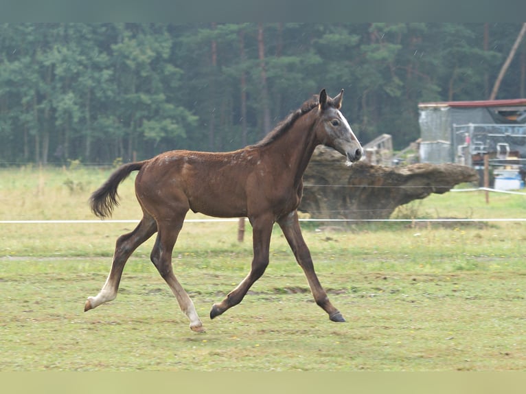 Zangersheide Hengst veulen (04/2024) 180 cm Schimmel in Żary