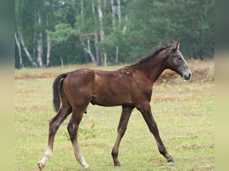 Zangersheide Hengst veulen (04/2024) 180 cm Schimmel in Żary