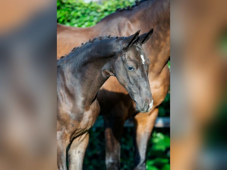 Zangersheide Hengst Veulen (05/2026) Appaloosa in Waddinxveen