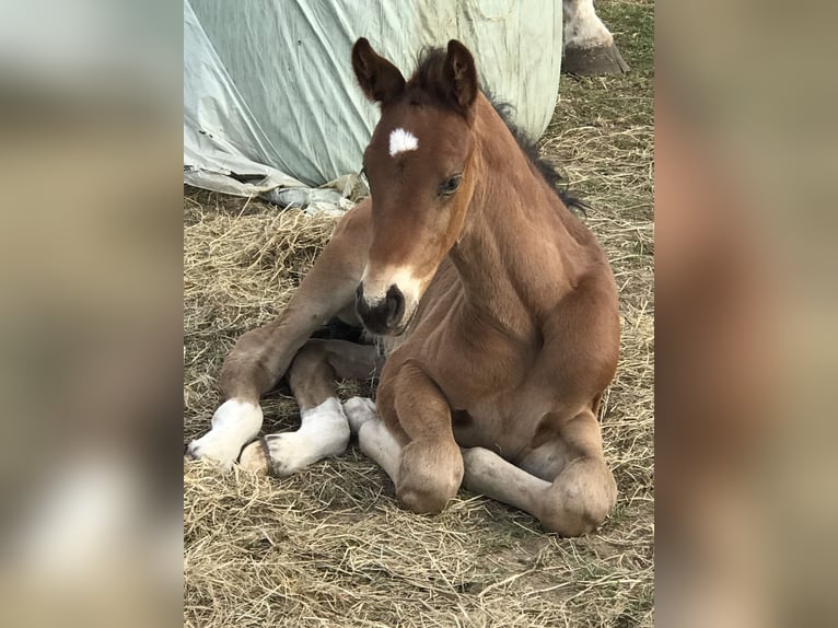 Zangersheide Hengst  Bruin in Maldegem