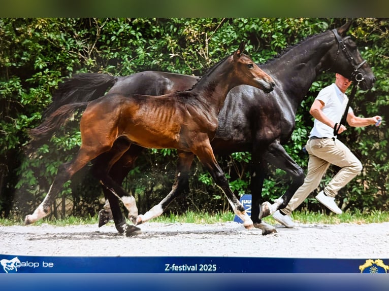 Zangersheide Hengst Veulen (04/2025) Bruin in Beselare