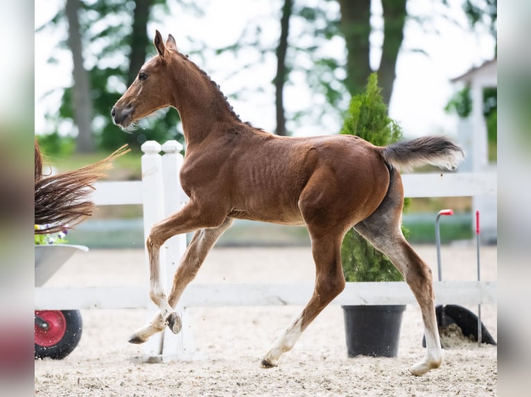 Zangersheide Hengst Veulen (04/2026) Bruin in Branica