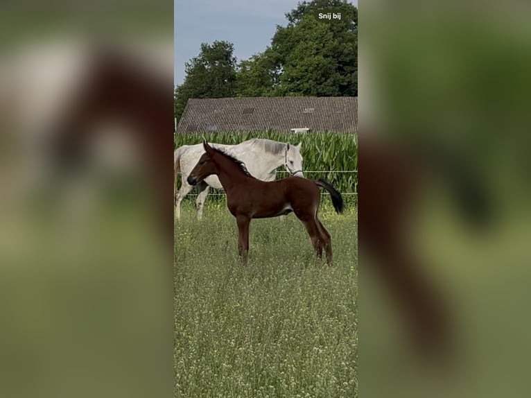 Zangersheide Hengst Veulen (05/2025) Bruin in Etten-Leur