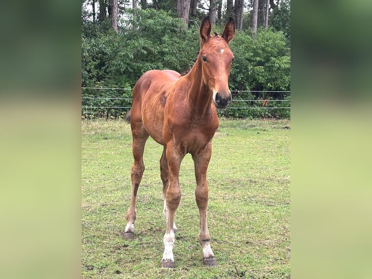 Zangersheide Hengst Veulen (04/2025) Bruin in GROTE-BROGEL