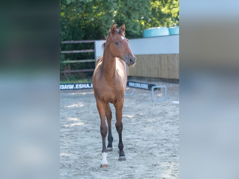 Zangersheide Hengst Veulen (03/2025) Bruin in GROTE-BROGEL