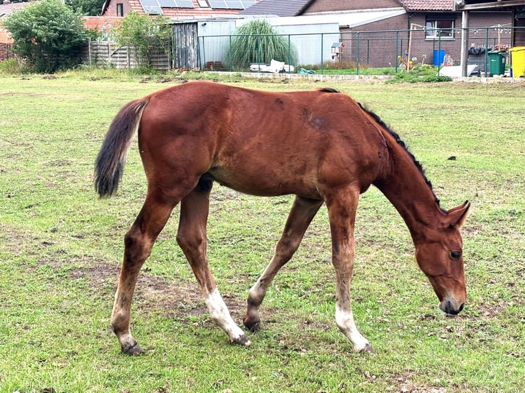 Zangersheide Hengst Veulen (04/2025) Bruin in GROTE-BROGEL