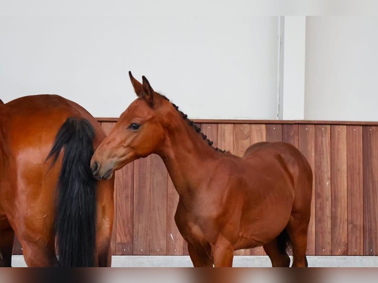 Zangersheide Hengst Veulen (05/2026) Bruin in Kaulille