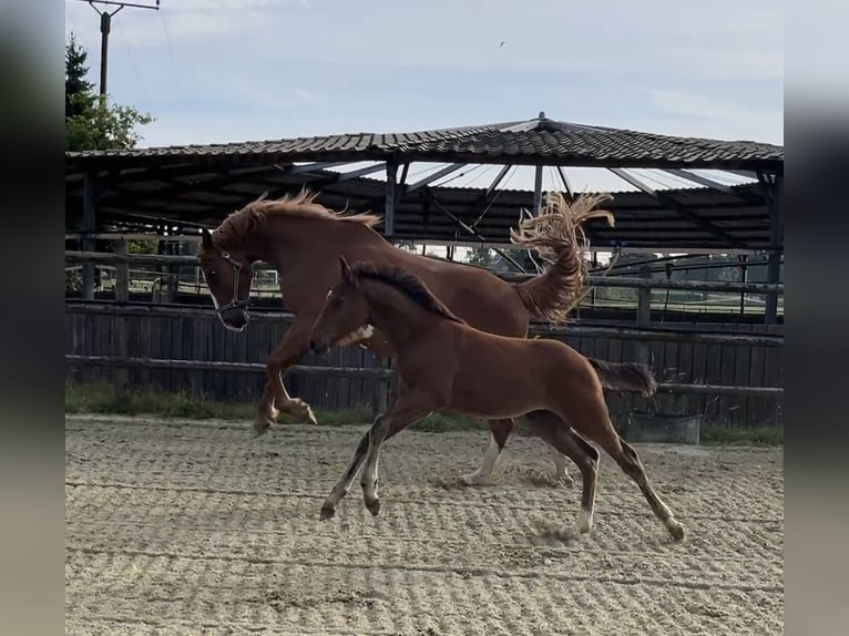 Zangersheide Hengst Veulen (04/2025) Bruin in Kevelaer