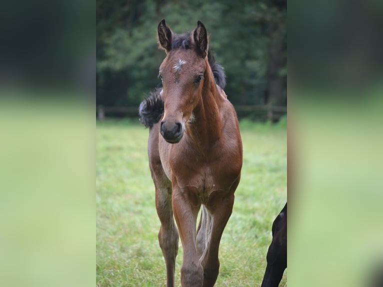 Zangersheide Hengst veulen (05/2024) Bruin in MerzenMerzen