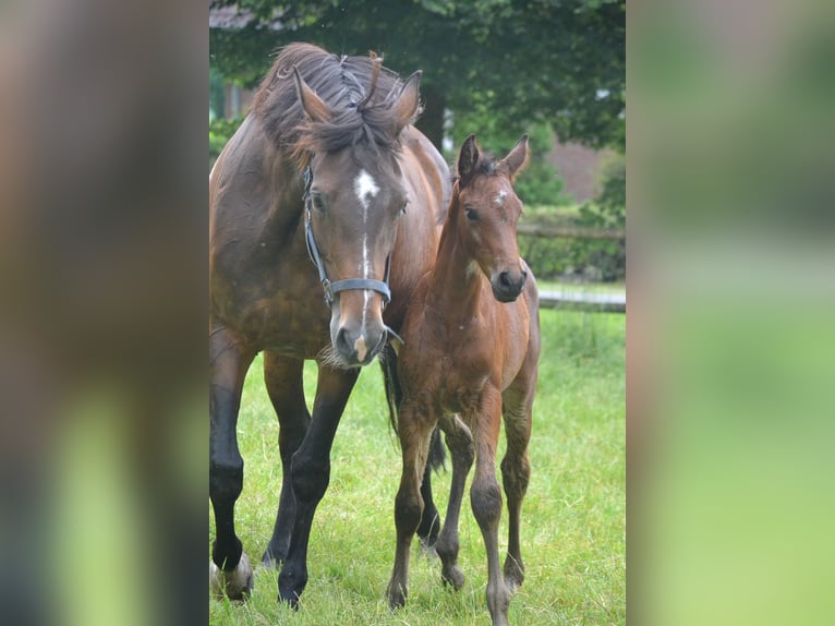 Zangersheide Hengst veulen (05/2024) Bruin in MerzenMerzen