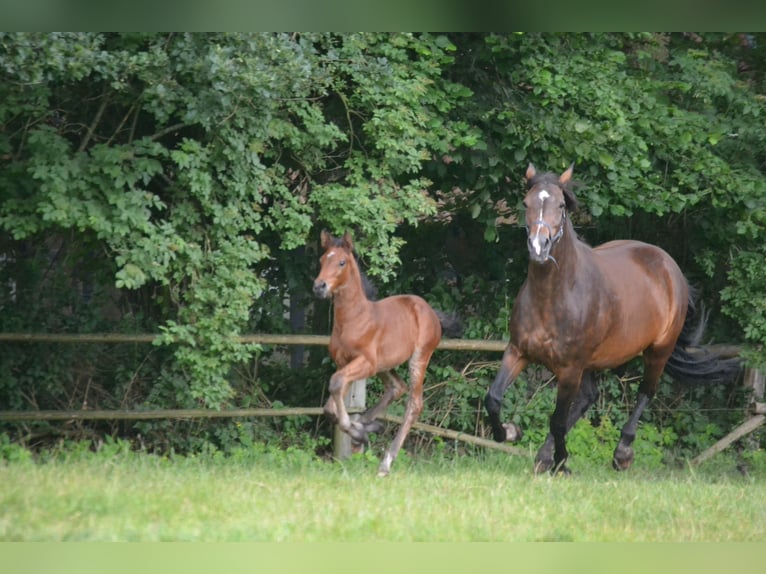 Zangersheide Hengst veulen (05/2024) Bruin in MerzenMerzen