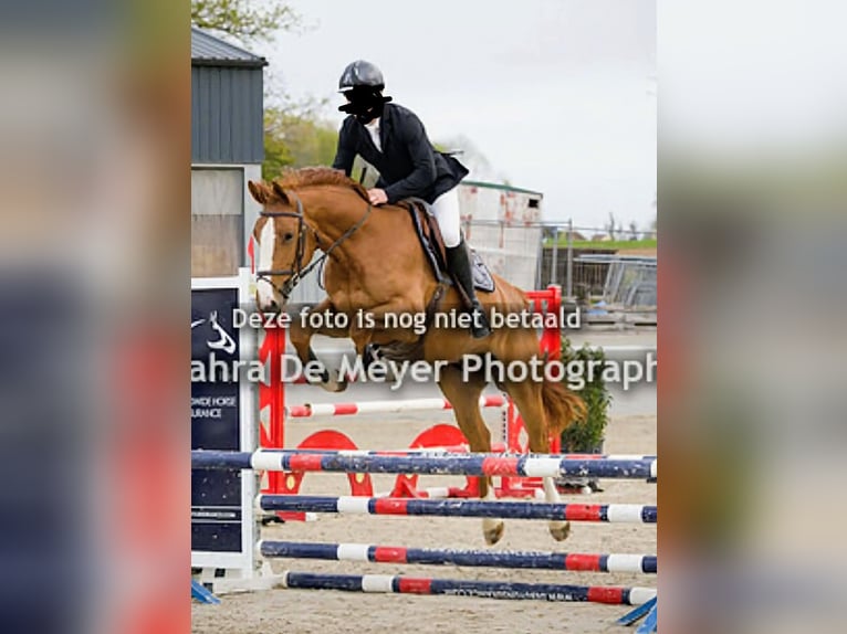 Zangersheide Hengst Veulen (03/2026) Bruin in Ninove