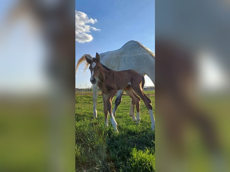 Zangersheide Hengst  Bruin in Piaseczno