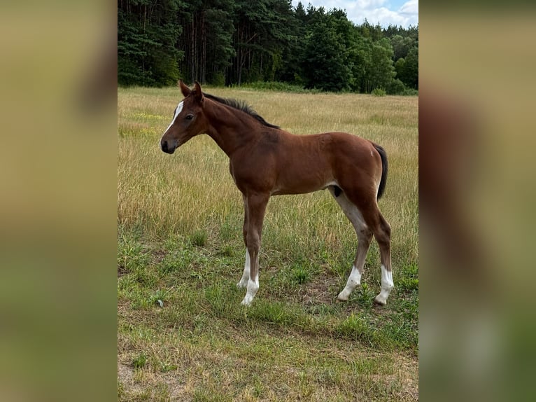 Zangersheide Hengst Veulen (05/2026) Bruin in Zosinki