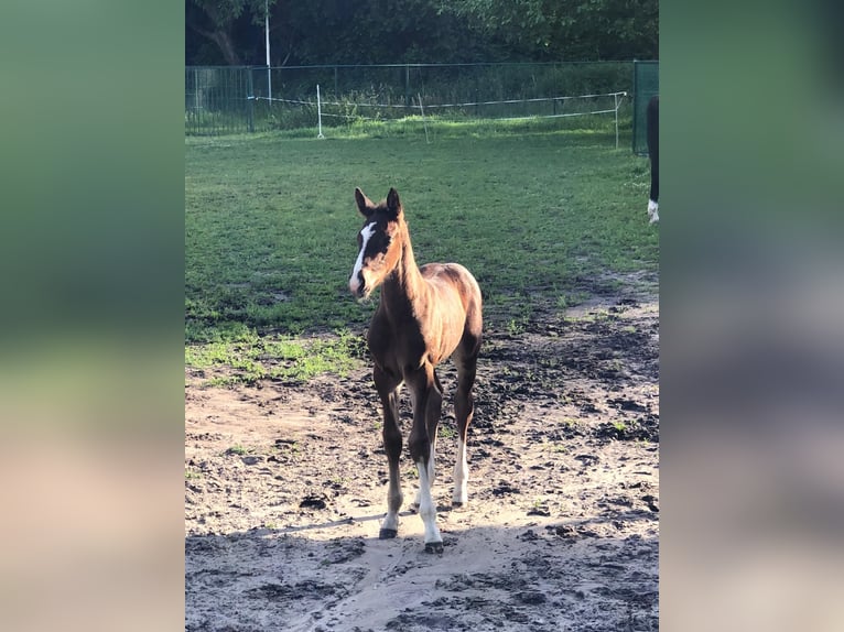 Zangersheide Hengst Veulen (05/2026) Donkerbruin in bilzen