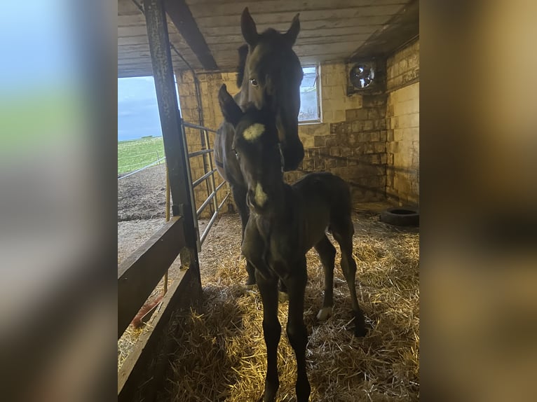 Zangersheide Hengst veulen (05/2024) Donkerbruin in Hepscheid