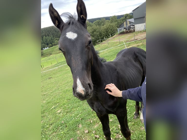 Zangersheide Hengst veulen (05/2024) Donkerbruin in Hepscheid