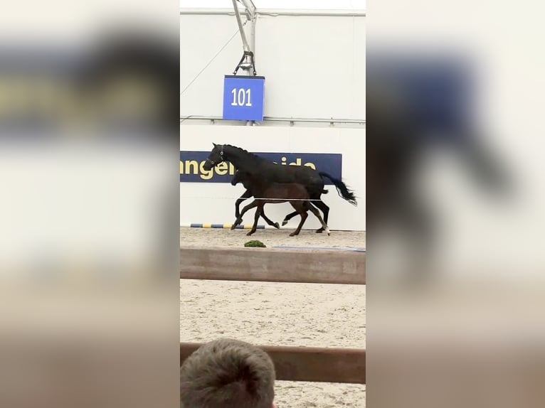 Zangersheide Hengst veulen (05/2024) Donkerbruin in Hepscheid