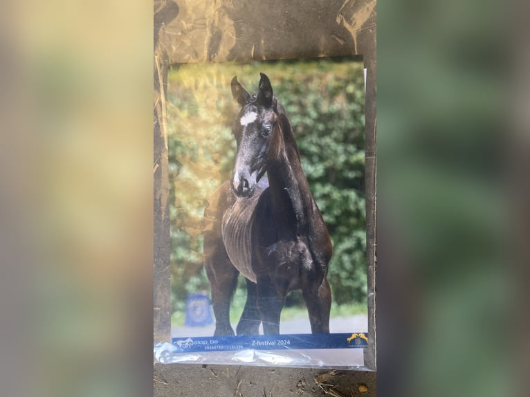 Zangersheide Hengst veulen (05/2024) Donkerbruin in Hepscheid