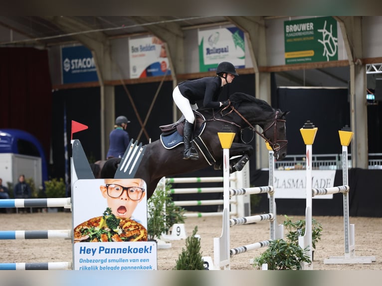 Zangersheide Hengst veulen (04/2024) Donkerbruin in Swifterbant