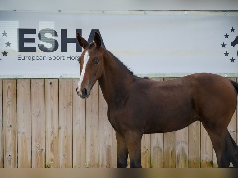 Zangersheide Hengst Veulen (05/2026) Donkerbruin in Kaulille