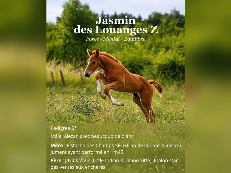 Zangersheide Mix Hengst Veulen (05/2026) Donkere-vos in Villefranche-sur-Saône