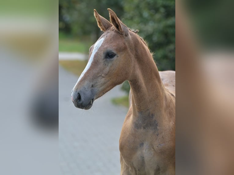 Zangersheide Hengst Veulen (04/2025) Donkere-vos in Zelle