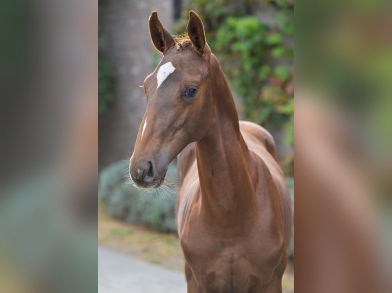 Zangersheide Hengst Veulen (04/2025) Donkere-vos in Zelle