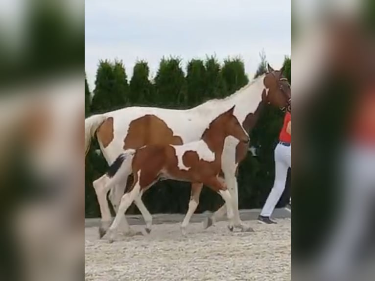 Zangersheide Hengst veulen (05/2024) in GROTE-BROGEL