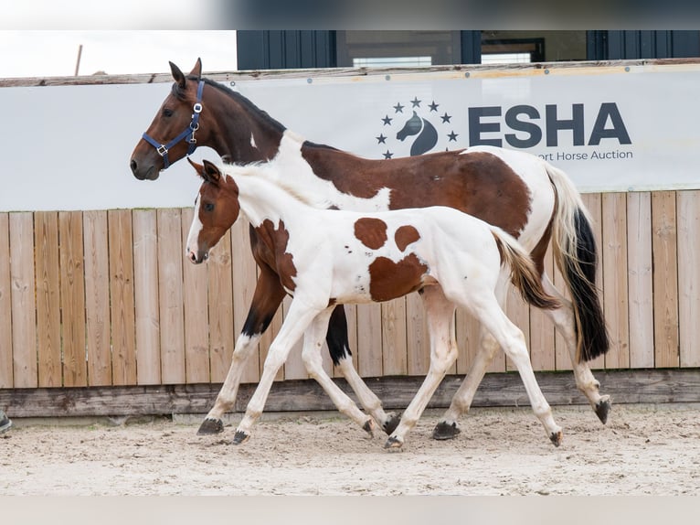 Zangersheide Hengst Veulen (05/2026) Gevlekt-paard in Kaulille