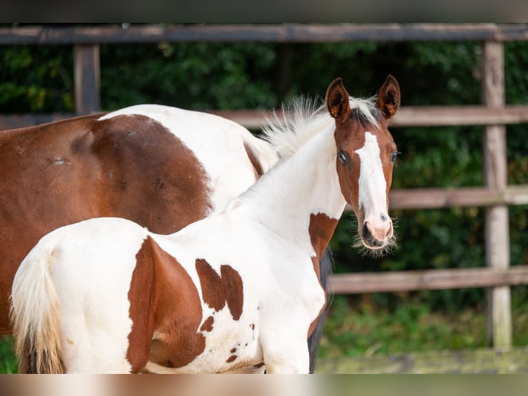 Zangersheide Hengst Veulen (05/2026) Gevlekt-paard in Kaulille
