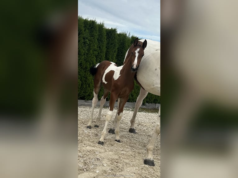 Zangersheide Hengst veulen (05/2024) Gevlekt-paard in ObersontheimObersontheim