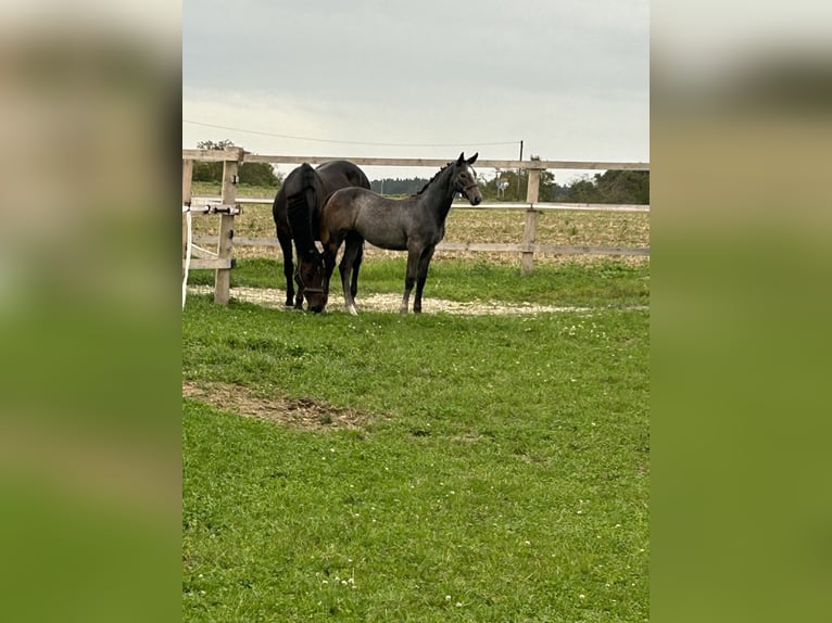 Zangersheide Hengst veulen (05/2024) kan schimmel zijn in Landau an der Isar