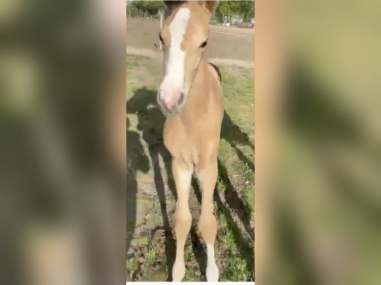 Zangersheide Hengst Veulen (05/2026) Palomino in Świetakowo