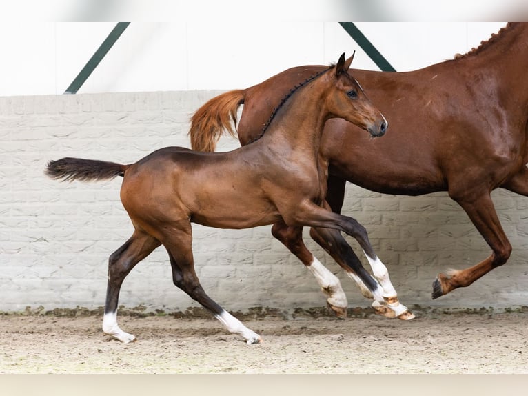 Zangersheide Hengst Veulen (04/2026) Palomino in Heerde