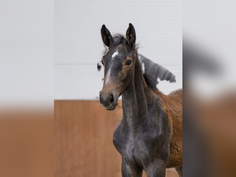 Zangersheide Hengst Veulen (03/2025) Schimmel in Kedichem