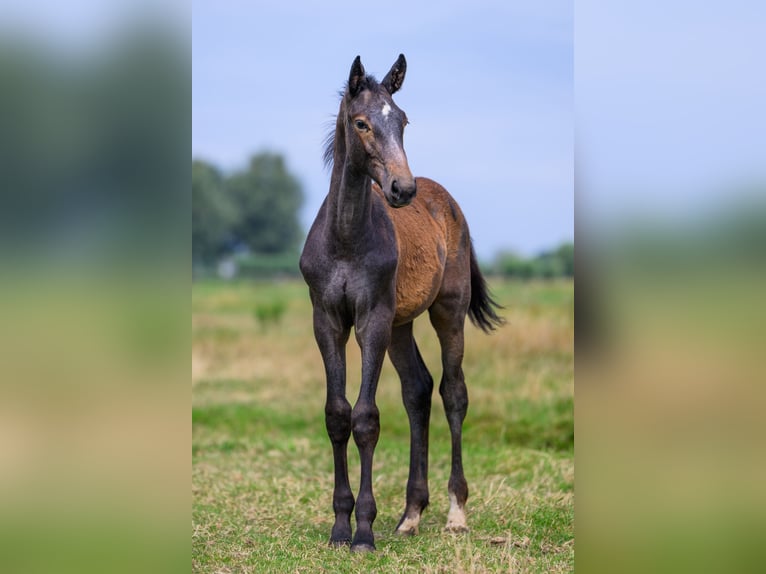 Zangersheide Hengst Veulen (03/2025) Schimmel in Kedichem