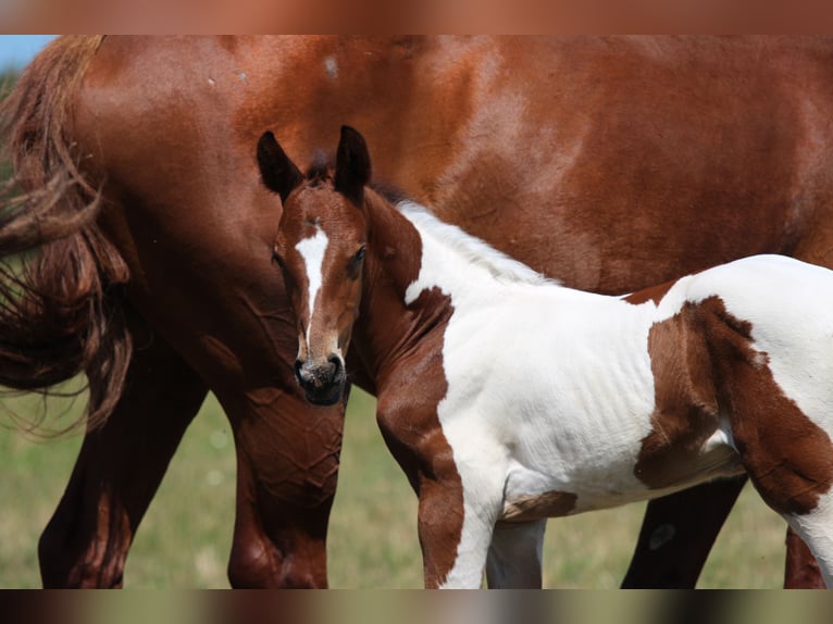 Zangersheide Mix Hengst Veulen (06/2026) Tobiano-alle-kleuren in Świetakowo