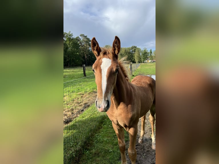 Zangersheide Hengst veulen (06/2024) Vos in Haacht